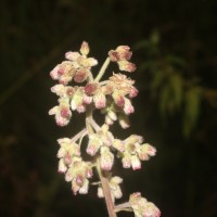 <i>Blumea hieraciifolia</i>  var.  flexuosa  (C.B.Clarke) Randeria